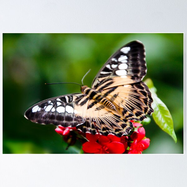 Item preview, Clipper butterfly designed and sold by Kath Gillies.