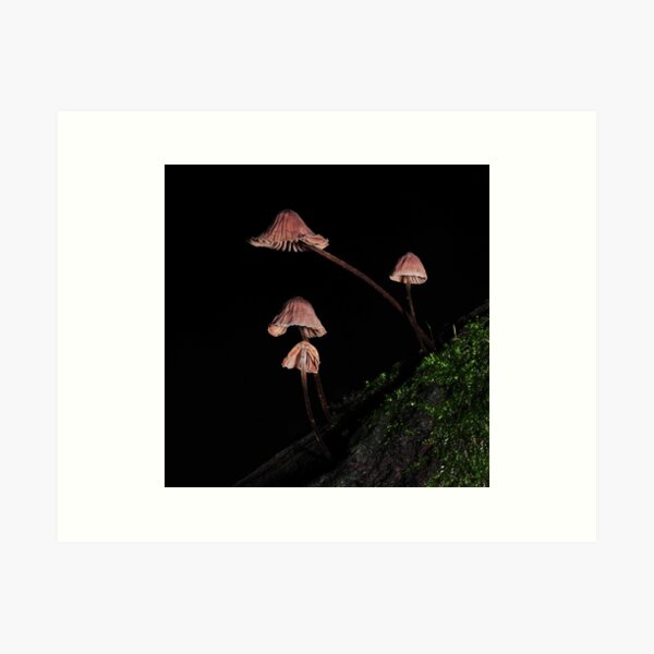 Item preview, Mycena? designed and sold by Colin12.