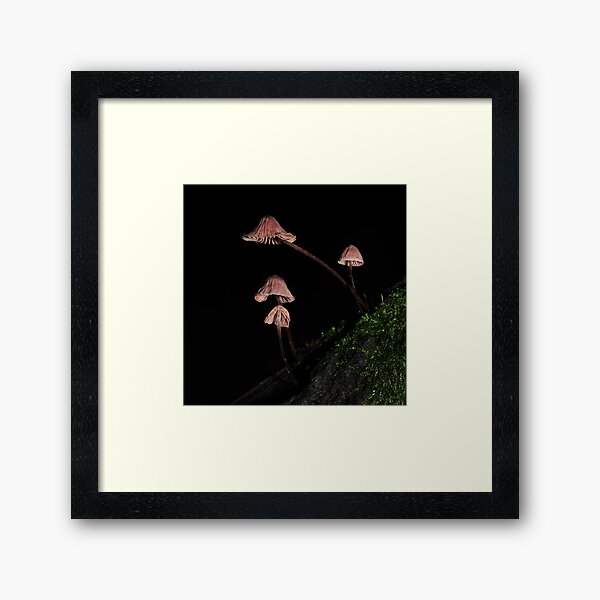 Item preview, Mycena? designed and sold by Colin12.
