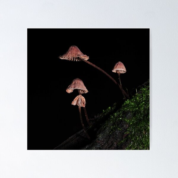 Item preview, Mycena? designed and sold by Colin12.