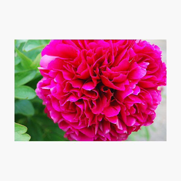Fuchsia Pink Peony Photographic Print