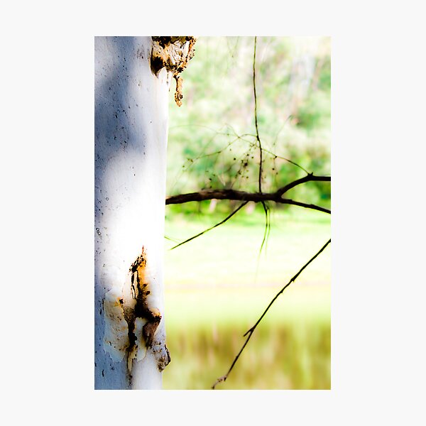 Illuminate Photographic Print