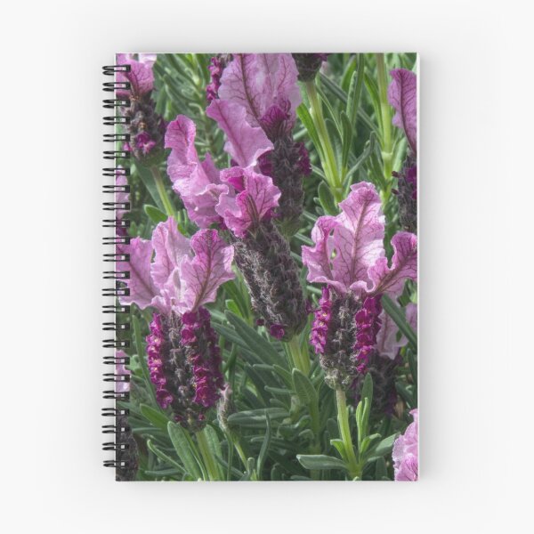 Item preview, Pink Lavender Leith Park Victoria 20150916 0355   designed and sold by Fred Mitchell.