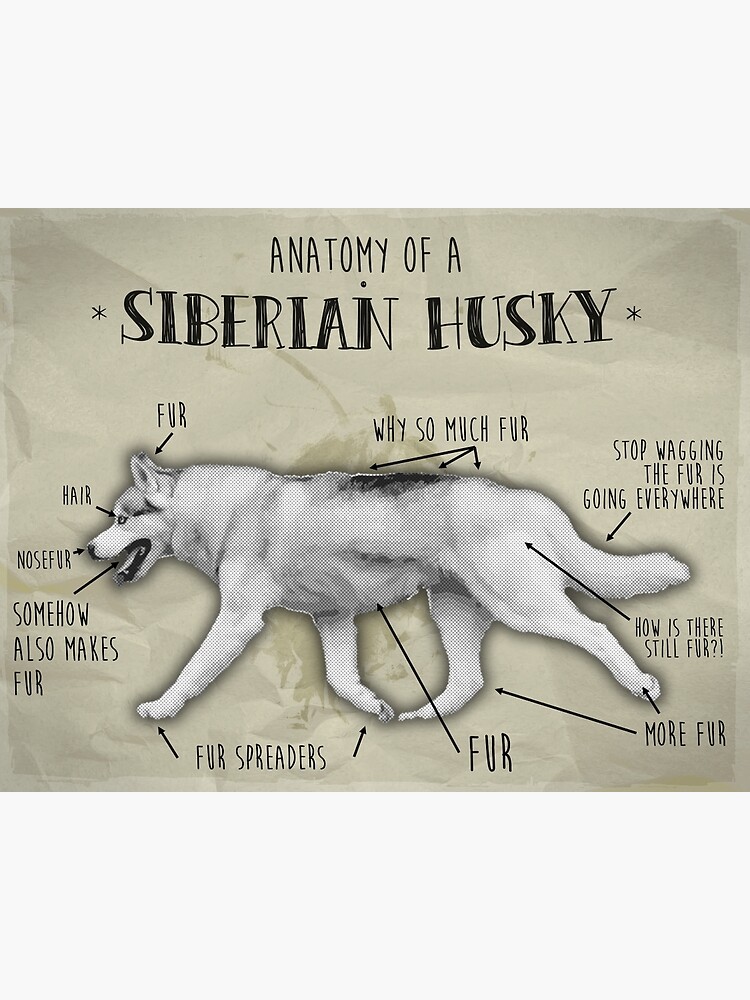 "Proper Anatomy of the Siberian Husky (Fur Version)" Poster by jjbbllkk