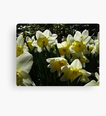 Serenity Canvas Print