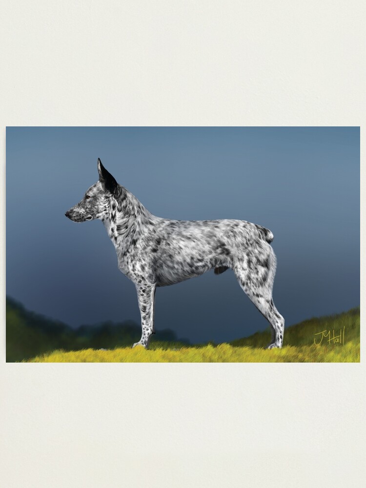 Stumpy Tail Cattle Akc Australian Cattle Dog Smithfield X Koolie