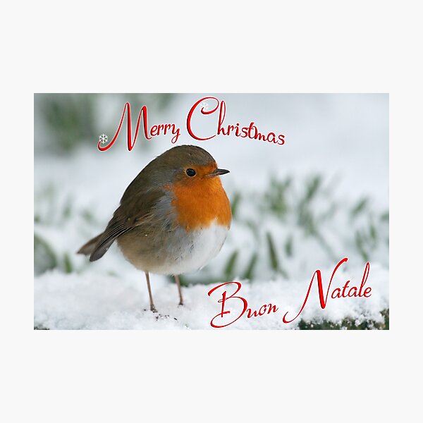 Robin, Merry Christmas, Pettirosso, Buon Natale Photographic Print