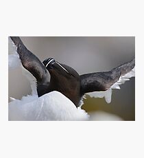 Razorbill, Saltee Islands, County Wexford, Ireland Photographic Print