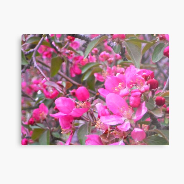 redbud Metal Print