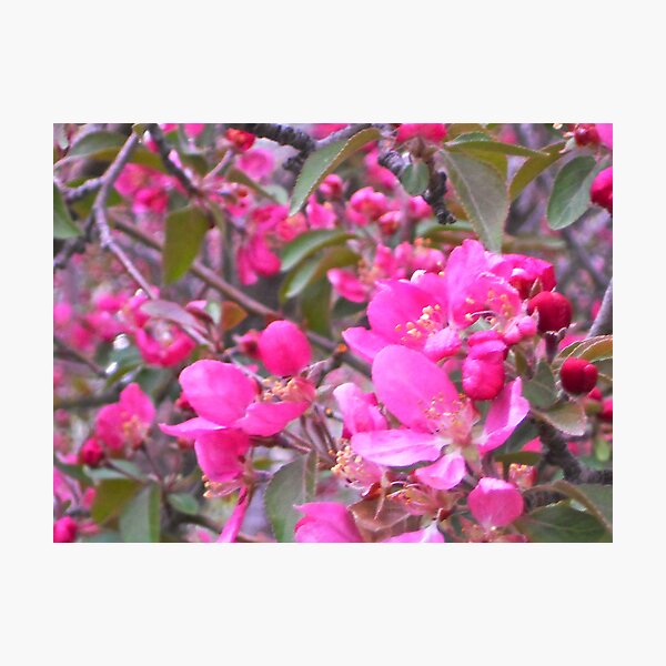 redbud Photographic Print
