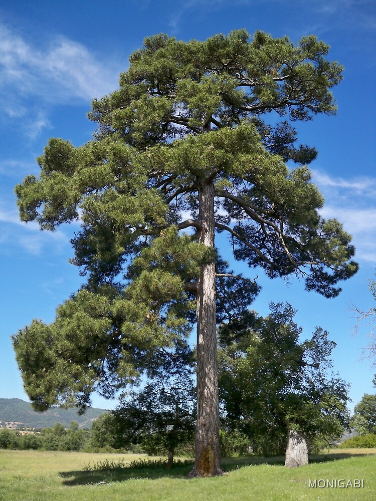 "Tall pine tree" by MONIGABI Redbubble
