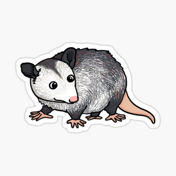 Opossum Geschenke Merchandise Redbubble