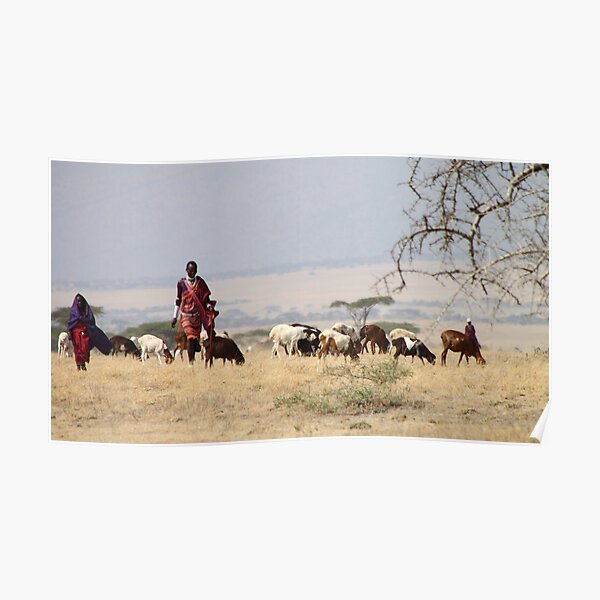 Maasai (or Masai) Herders with Cattle, Tanzania Poster