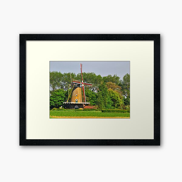 The Cornflower Framed Art Print