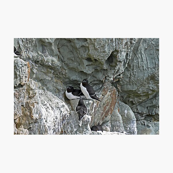 Item preview, Razorbills (Alca torda)- South Stack Cliffs designed and sold by Chris Monks.