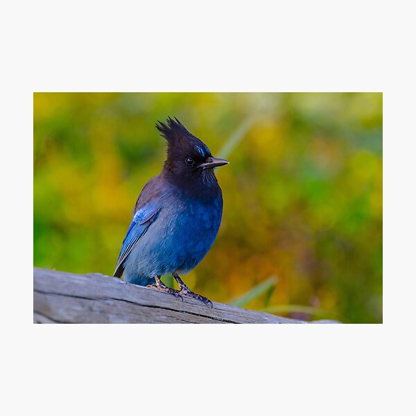 Steller's Jay Photographic Print
