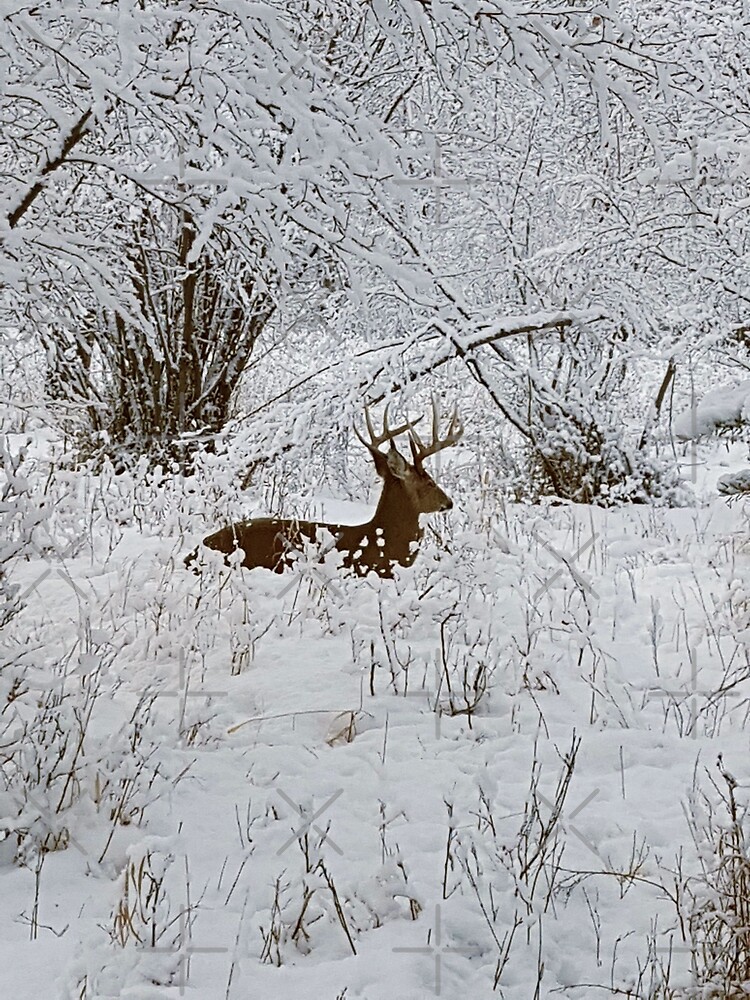 Deer in the Snowy Forest by EmilyBickell