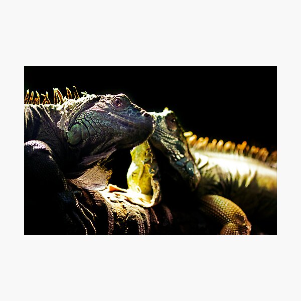 Artikelvorschau, Scaly Pair entworfen und verkauft von iltby.