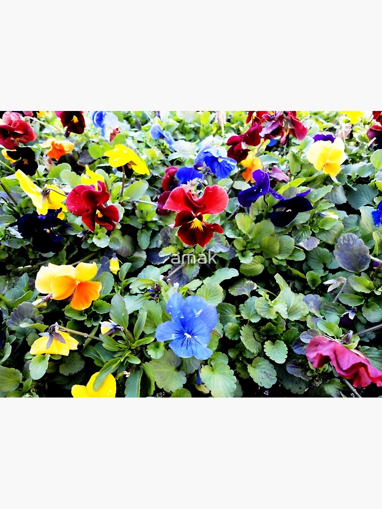 Bunches! by amak
