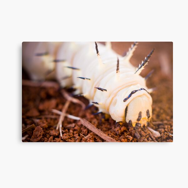 African Caterpillar Metal Print