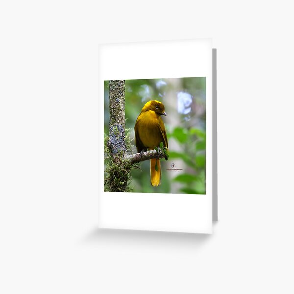 Golden Bowerbird Greeting Card