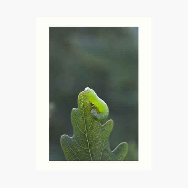 Green caterpillar Art Print