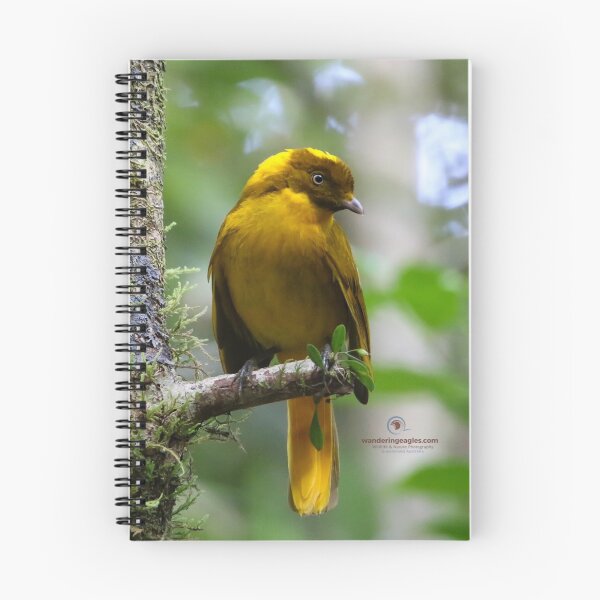 Item preview, Golden Bowerbird  designed and sold by Wanderingeagles.