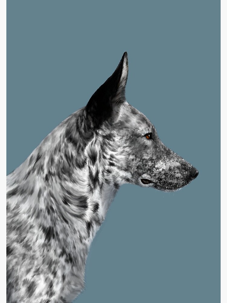 Australian Stumpy Tailed Cattle Dog