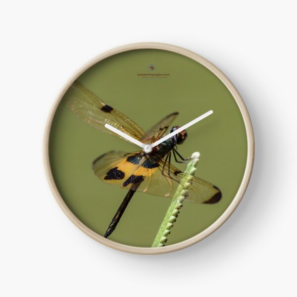 Yellow-striped Flutterer Clock
