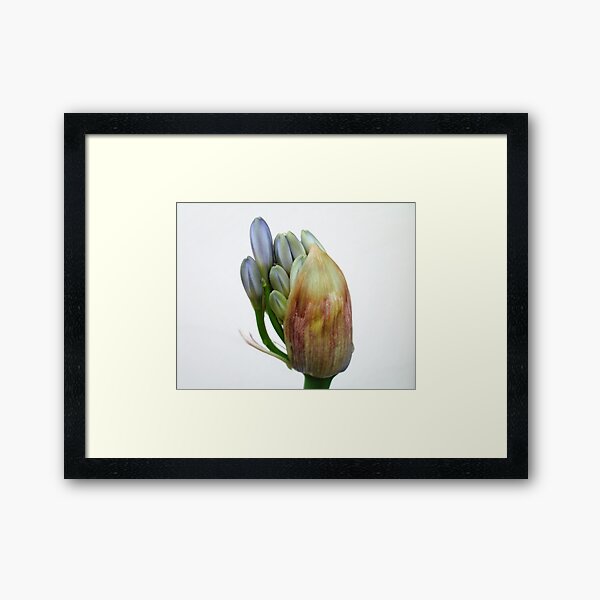 The flower of Agapanthus is going to come out Framed Art Print
