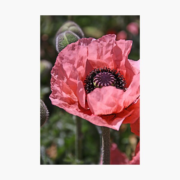 Pink poppy Photographic Print