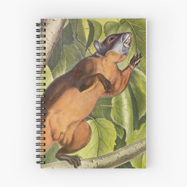 Item preview, Red Bellied Squirrel - James Audubon designed and sold by billythekidtees.