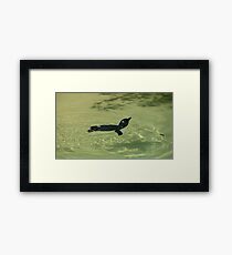 Fairy Penguin Swimming Framed Print