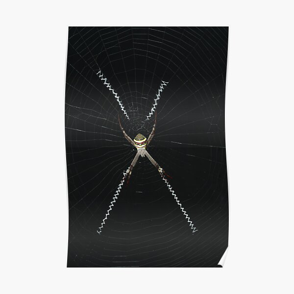 St. Andrew's Cross Spider - Argiope keyserlingi Poster