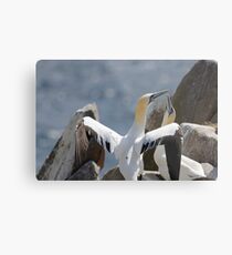 Welcome home, gannets, Saltee Island, County Wexford, Ireland Metal Print