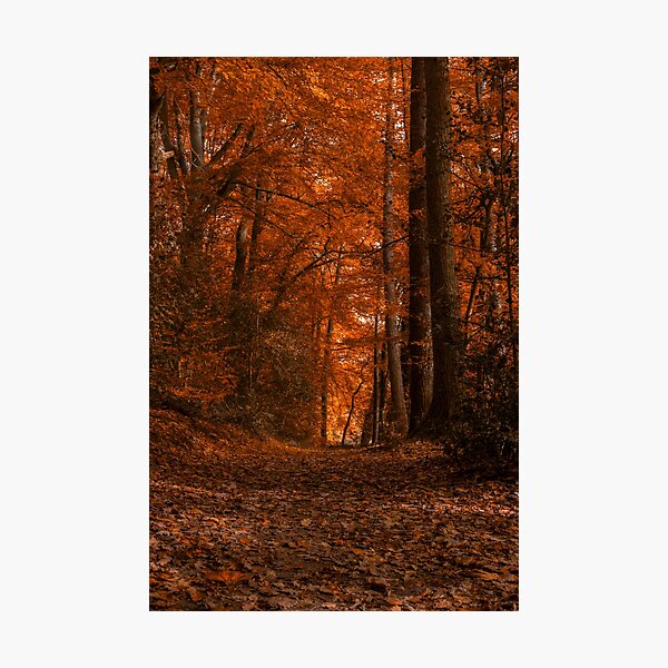 Warm Red Autumn colours Photographic Print