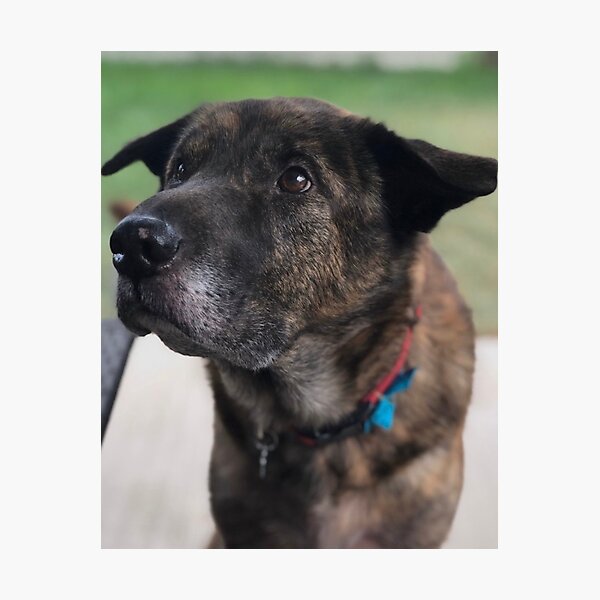 cachorros boxer plott hound mix