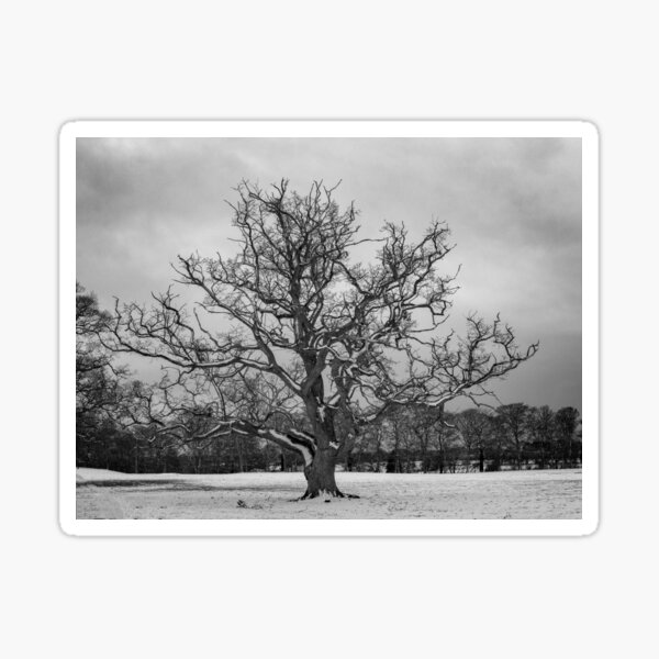 The Majestic Royal Oak of ireland Sticker