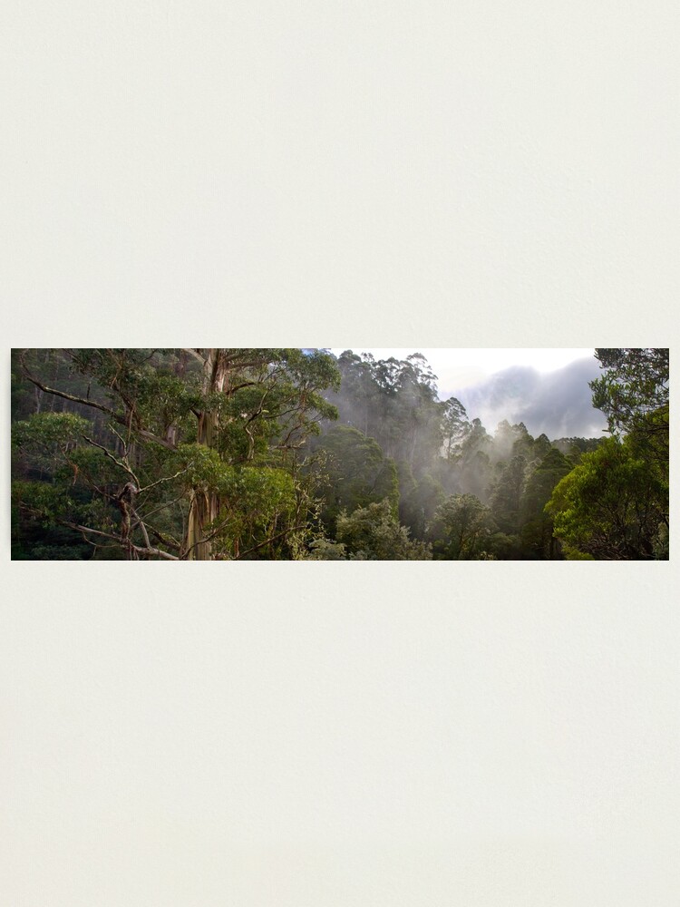 Alternate view of Tree Tops Photographic Print