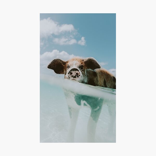 Let's Swim II Photographic Print