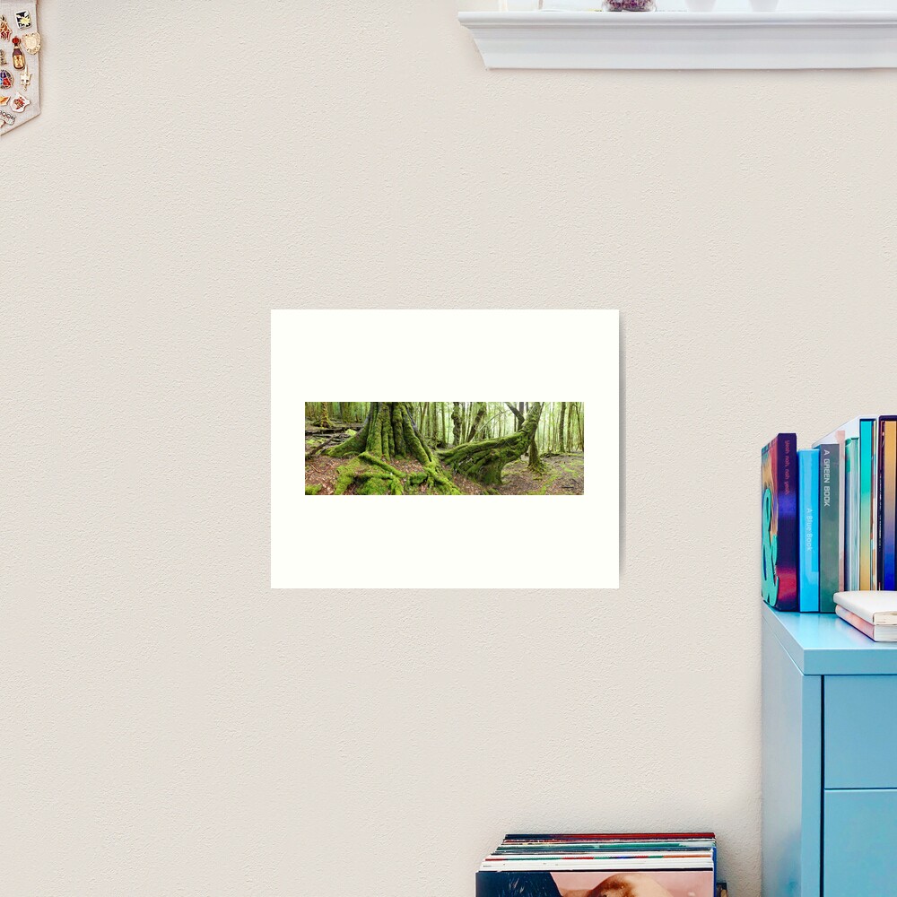 Mossy Myrtle Forest, Cradle Mountain, Tasmania Art Print