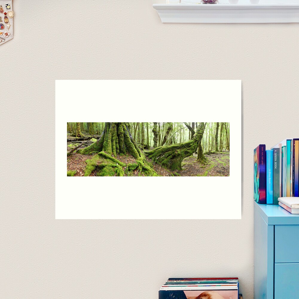 Mossy Myrtle Forest, Cradle Mountain, Tasmania Art Print