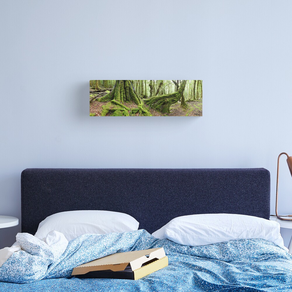 Mossy Myrtle Forest, Cradle Mountain, Tasmania Canvas Print
