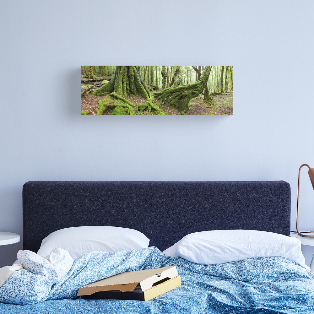 Mossy Myrtle Forest, Cradle Mountain, Tasmania Canvas Print
