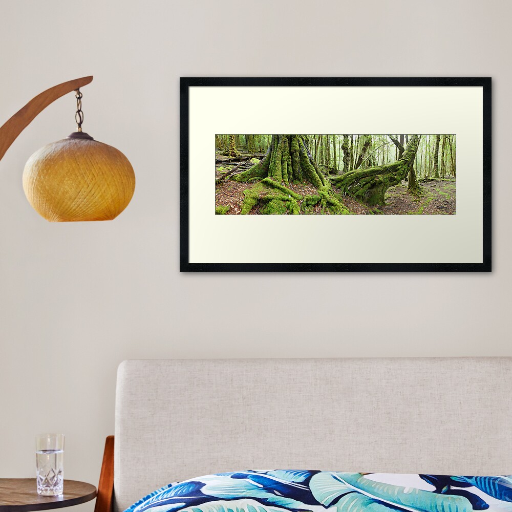 Mossy Myrtle Forest, Cradle Mountain, Tasmania Framed Art Print