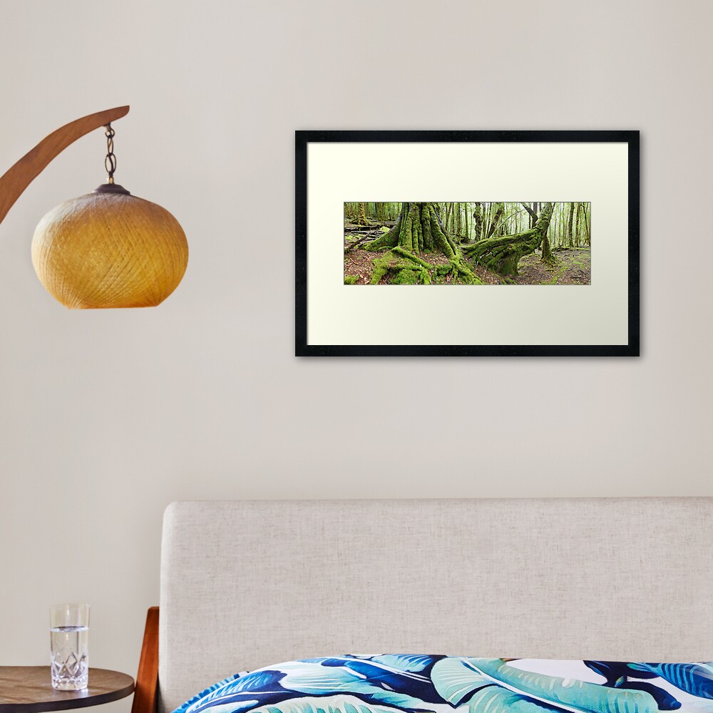 Mossy Myrtle Forest, Cradle Mountain, Tasmania Framed Art Print