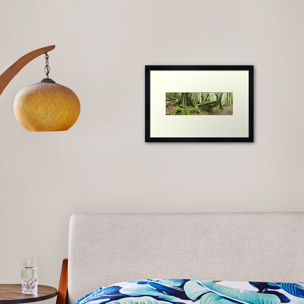 Mossy Myrtle Forest, Cradle Mountain, Tasmania Framed Art Print