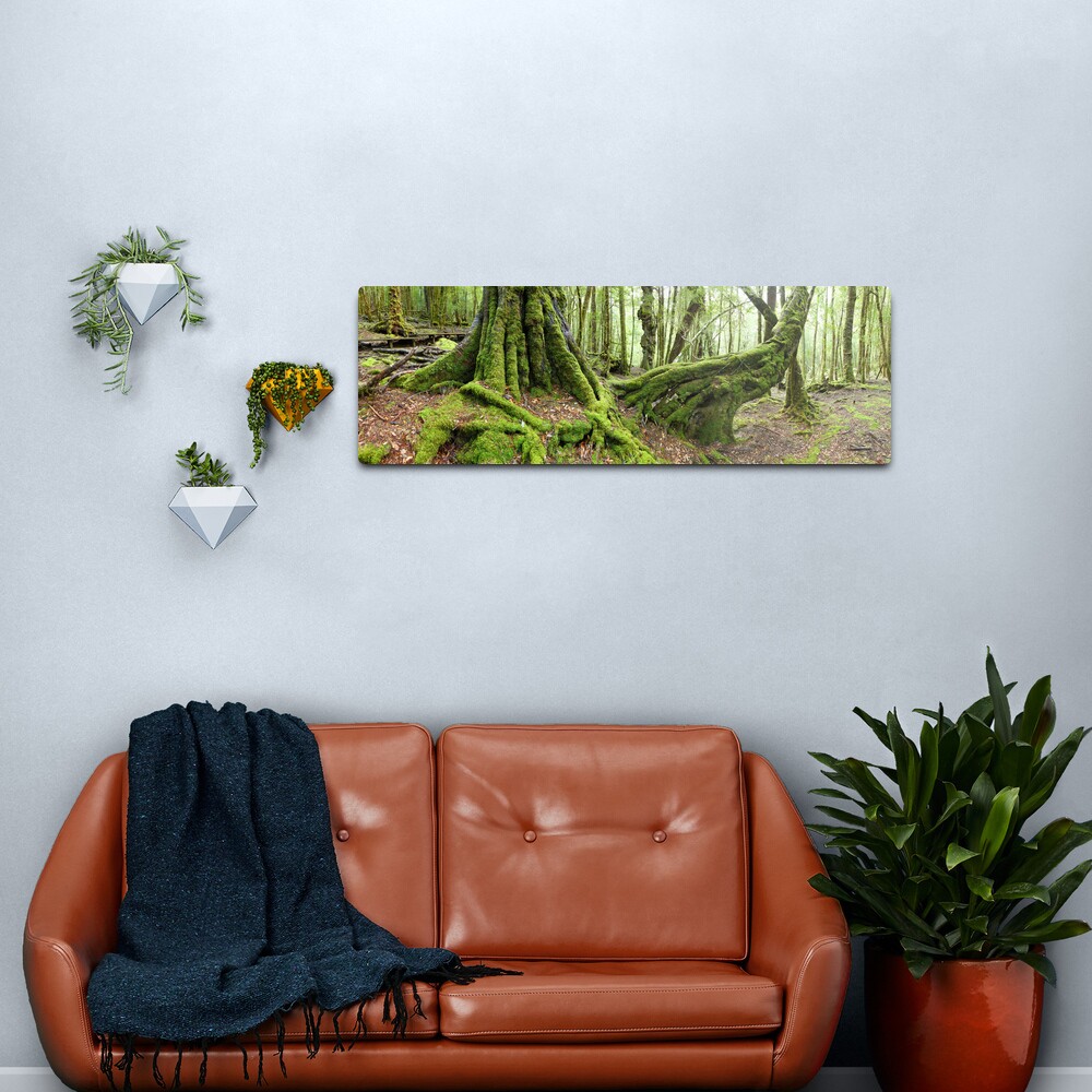 Mossy Myrtle Forest, Cradle Mountain, Tasmania Metal Print