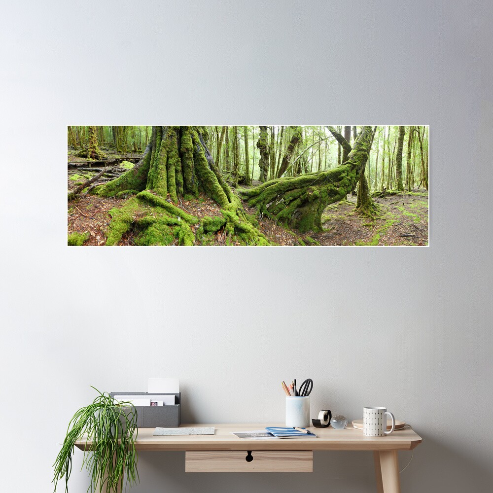 Mossy Myrtle Forest, Cradle Mountain, Tasmania Poster