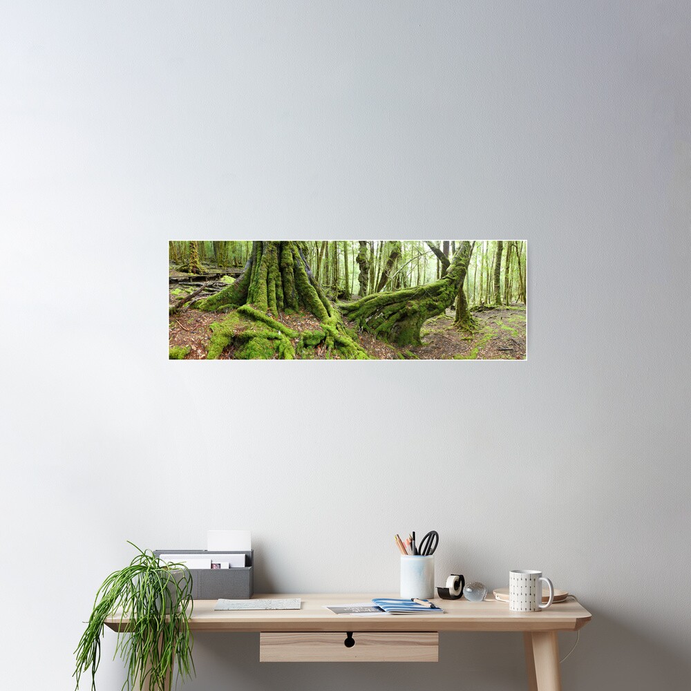 Mossy Myrtle Forest, Cradle Mountain, Tasmania Poster